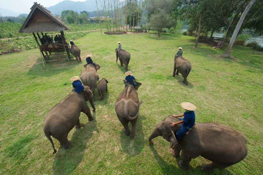laos_elephant_camp_-_luang_prabang_tours